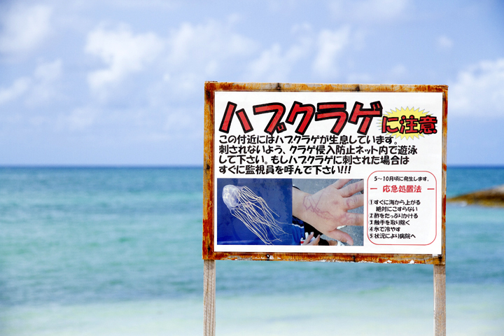 ハブクラゲに注意