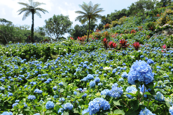 よへなあじさい園