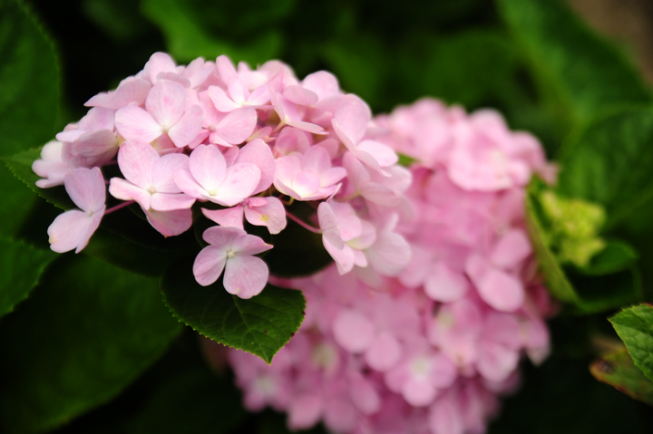ピンクのアジサイ