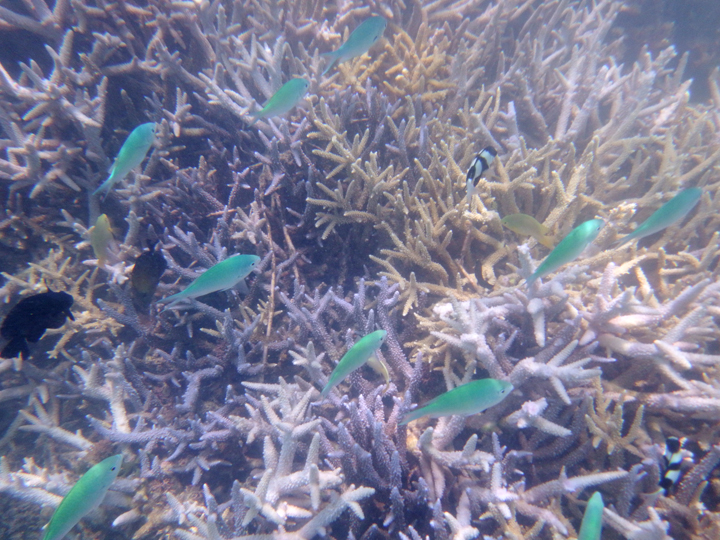 珊瑚と魚