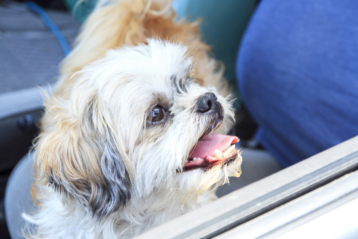 愛犬のトマトちゃん