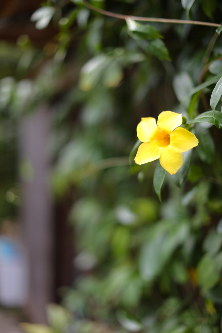 やん小～店に咲く花