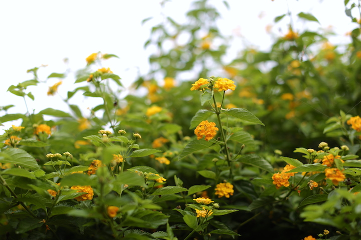 やん小～店に咲く花