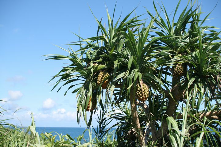 古宇利島のアダン