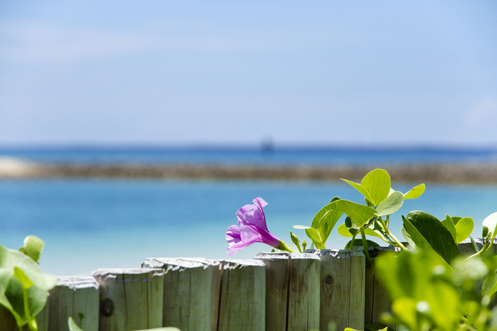 ビーチと花