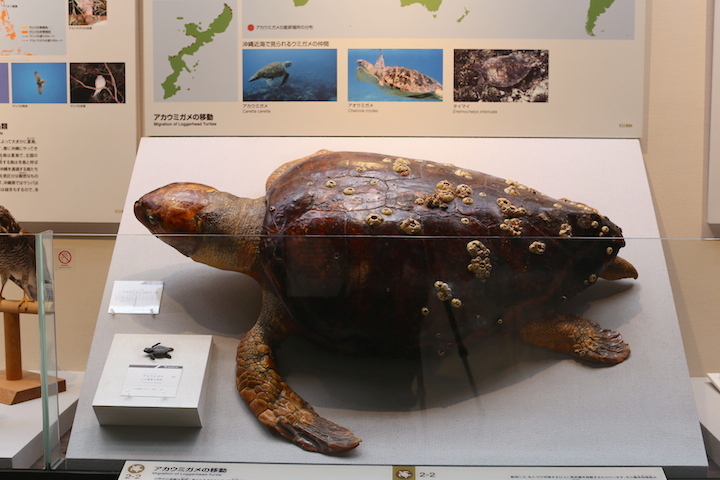アカウミガメの標本