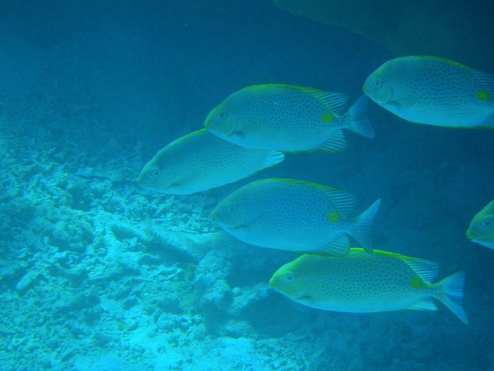 中の島ビーチからシュノーケル