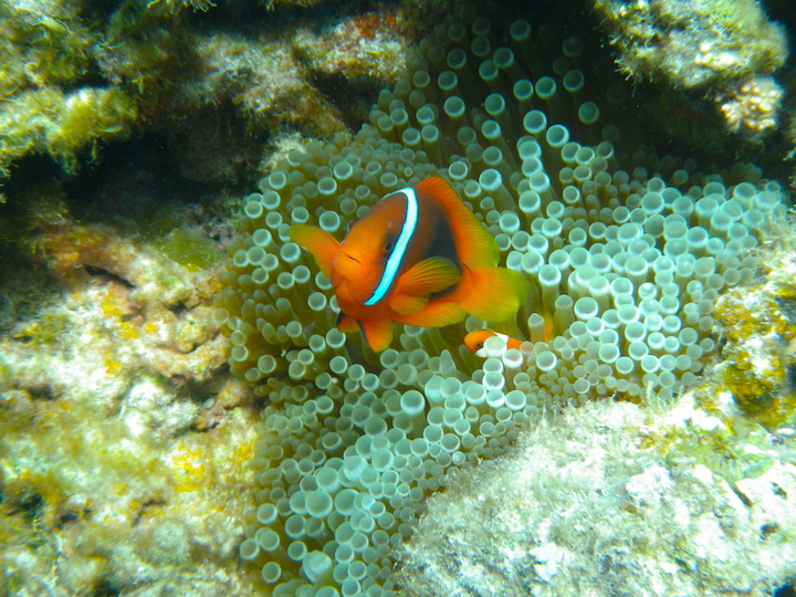 中の島ビーチのシュノーケルで見かけたクマノミ