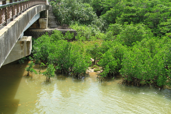 宮良川のヒルギ林