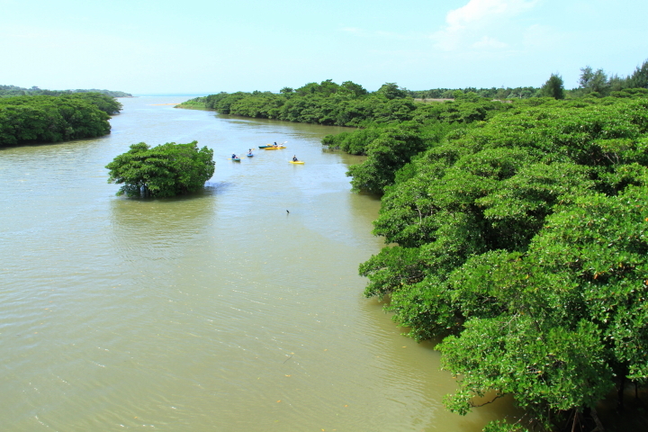 宮良川のヒルギ林