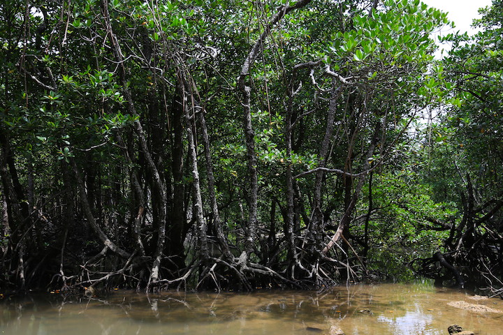 宮良川のヒルギ林