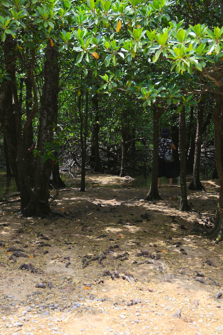 宮良川のヒルギ林