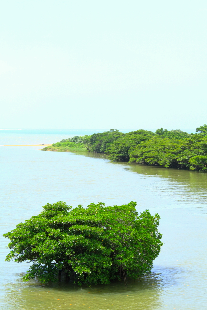 宮良川のヒルギ林