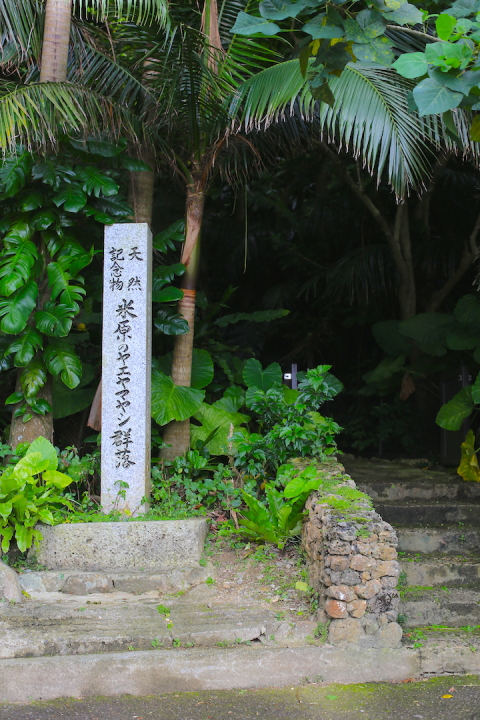 世界で最も美しいヤシ”の圧倒的な存在感…石垣島「ヤエヤマヤシ