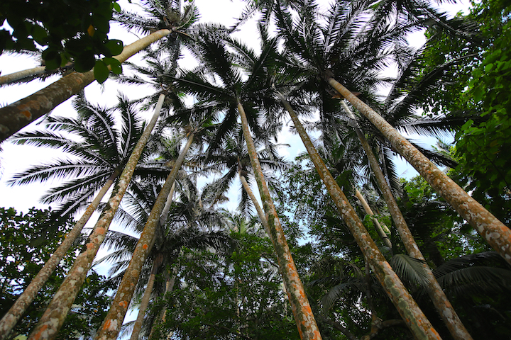 石垣島トラベルセンター | 。 ヤエヤマヤシ🌴 「固有種」で非常