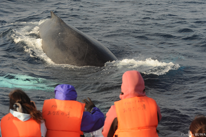ザトウクジラと参加者