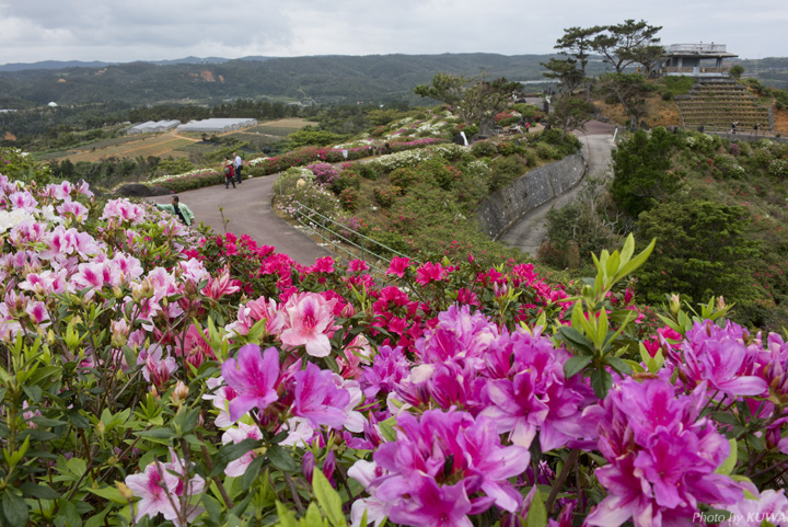 東村のつつじ祭り