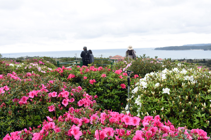 東村村民の森つつじ園