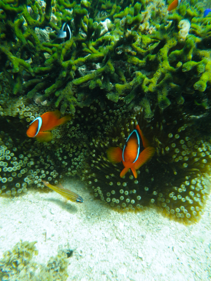 津堅島にいるカクレクマノミです