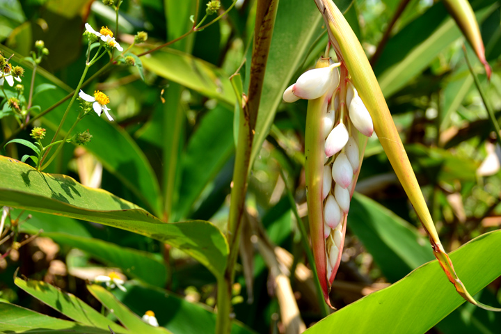 月桃（げっとう）の花