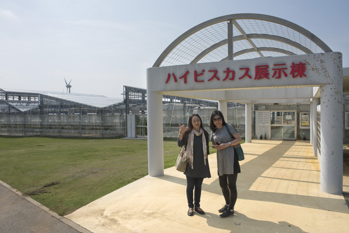 伊江島ハイビスカス園