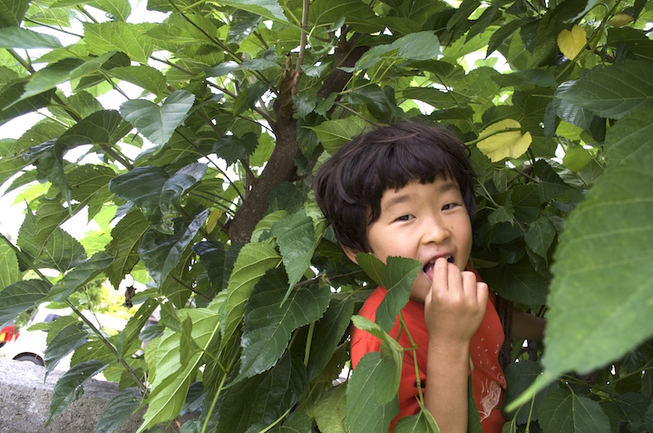 木登りして大好物の桑のみを食べる子ども