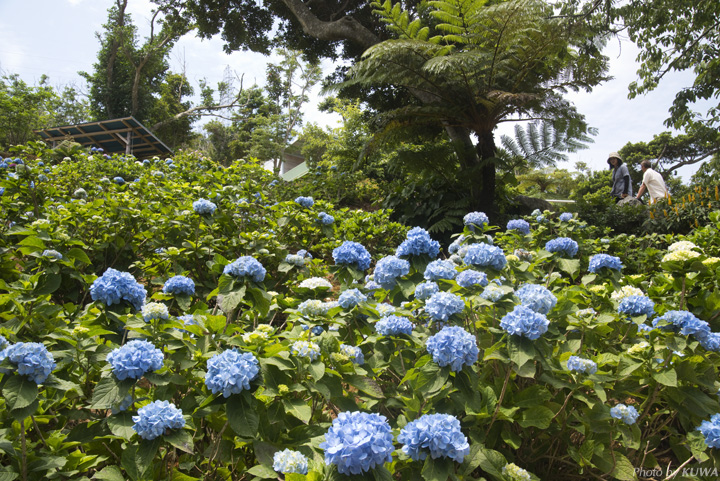 すえよし花園