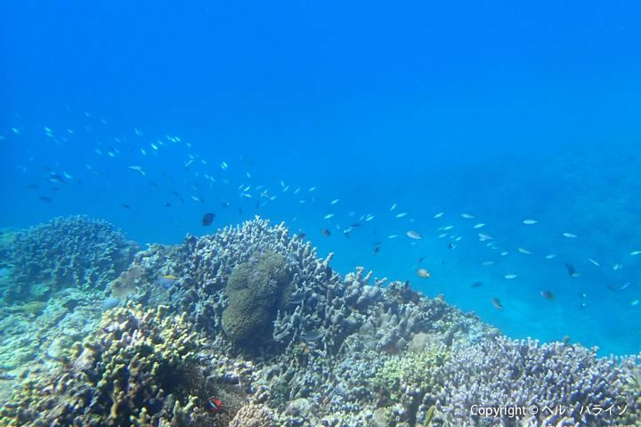 珊瑚と魚