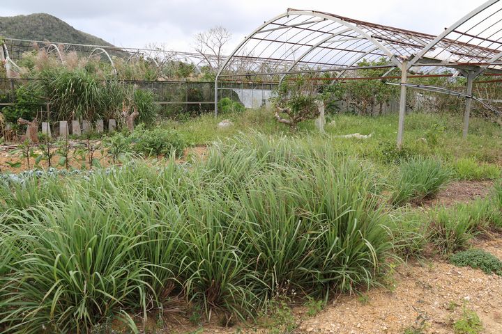 わさわさ茂った草は、なんとレモングラス！