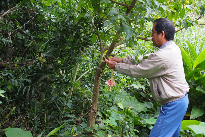 縄で結んだ肉片は、近くにある適当な木の枝にしっかり結びます。