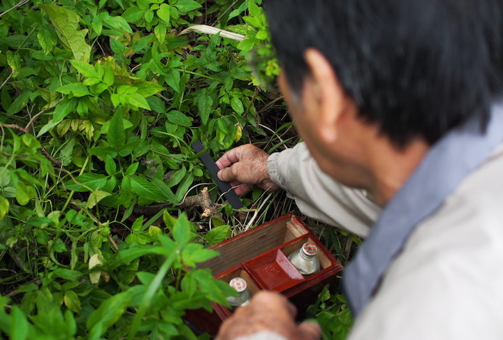 ヒラウコーをそっと置きます