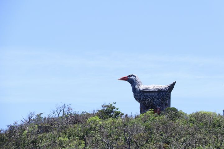 ヤンバルクイナ展望台