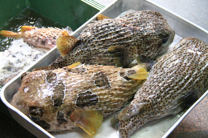 「ネズミフグ」と、「モンツキ」