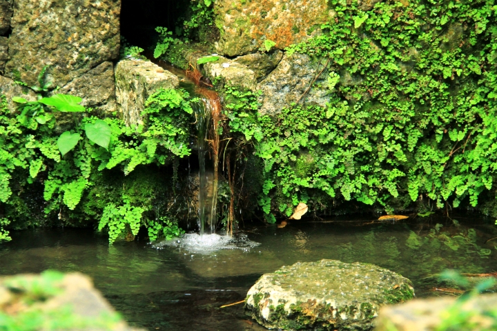 湧水のひとつ「森の川」