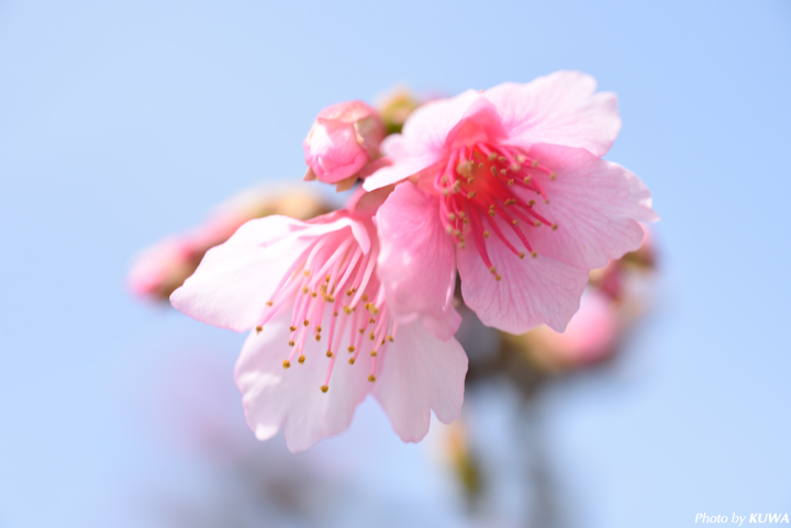 カンヒザクラ（寒緋桜）