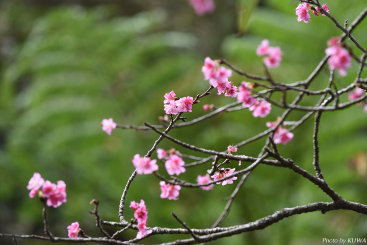 カンヒザクラ（寒緋桜）