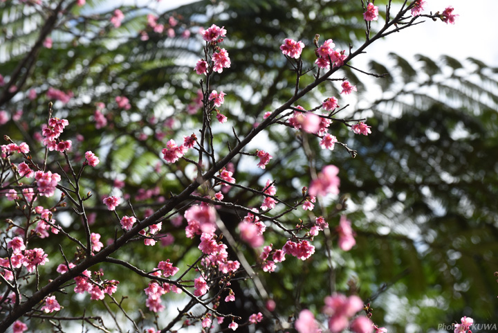 カンヒザクラ（寒緋桜）