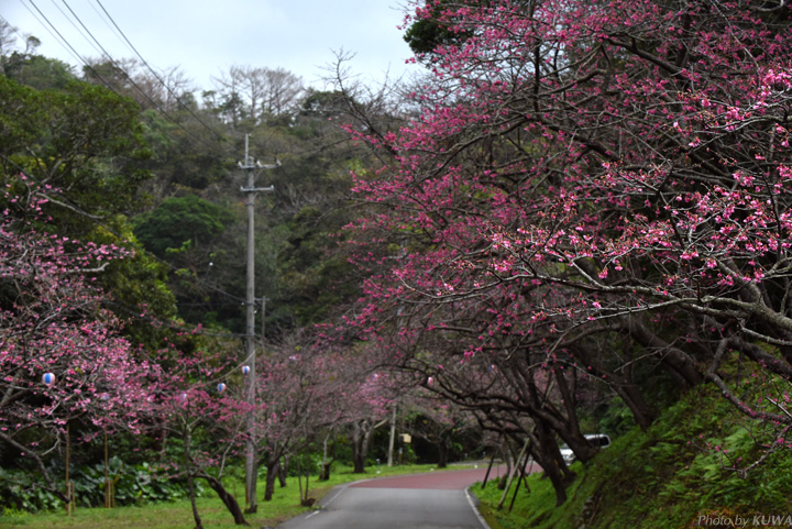 並木道のカンヒザクラ（寒緋桜）