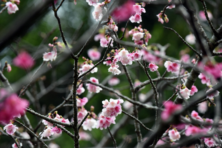 カンヒザクラ（寒緋桜）