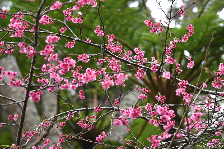 カンヒザクラ（寒緋桜）