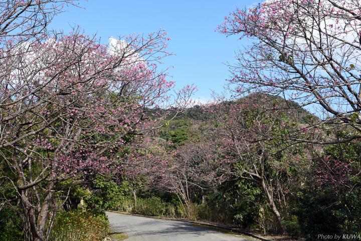 八重岳（やえだけ）