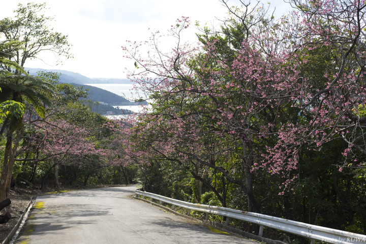 海の青に、桜のピンク色がよく合いますよね