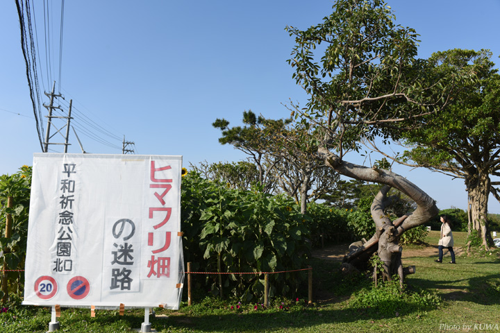 「ヒマワリ畑の迷路」の看板