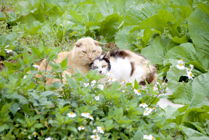 ねこ