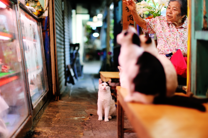 ねこ