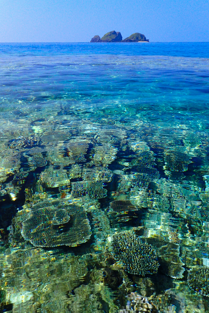 サンゴが見える海