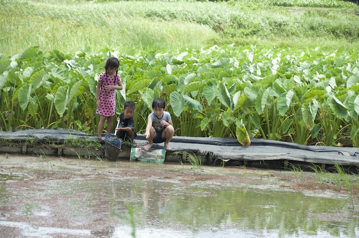 田んぼと子供たち