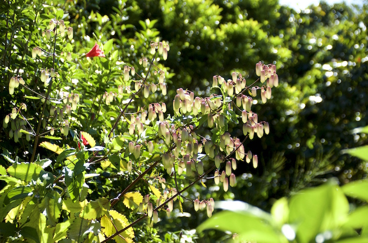 「さちばるの庭」の花