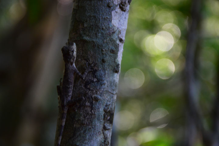 出会ったのはキノボリトカゲ