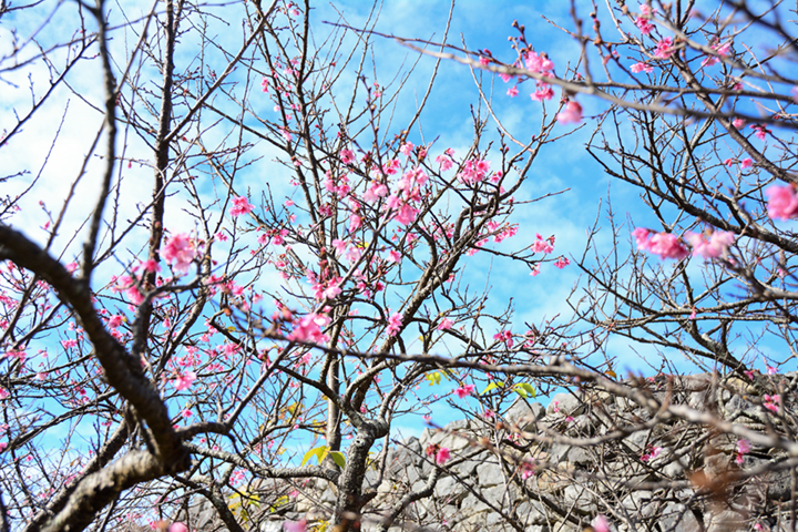 咲き始めたばかりの桜